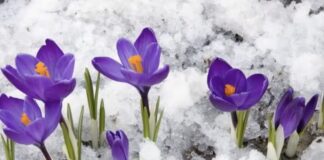 Квітникарі розповіли, які квіти цвітуть взимку