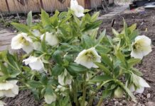 Городники назвали дієве добриво для цвітіння квітів 