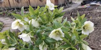 Городники назвали дієве добриво для цвітіння квітів 