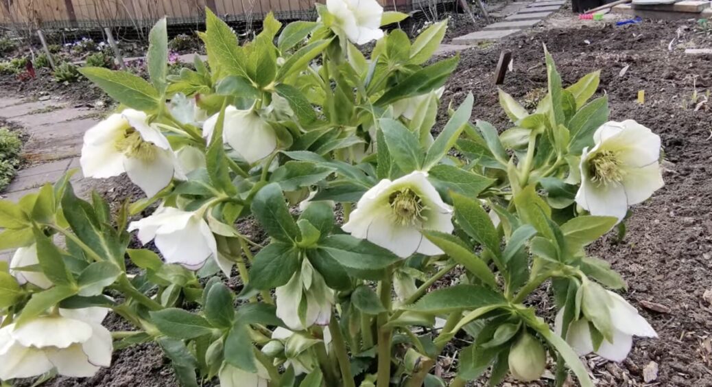 Цитрусовий “смаколик” для рослин з 3-х інгредієнтів: “наколотила” добрива, після якого квіти зацвіли 