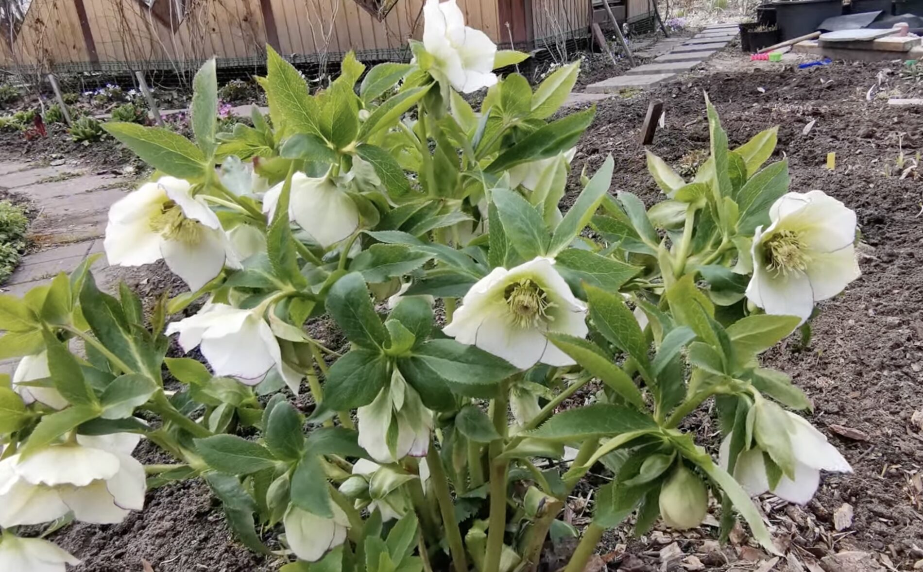 Городники назвали дієве добриво для цвітіння квітів 