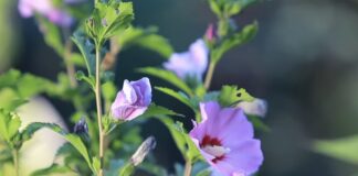 Садівники розповіли, чи потрібно обрізати гібіскус восени