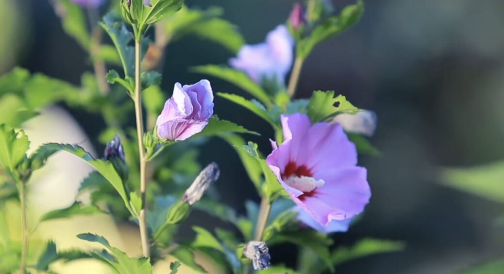 Що робити з гібіскусом восени: обрізати чи залишити у спокої – на базарі дали 1 важливу пораду 