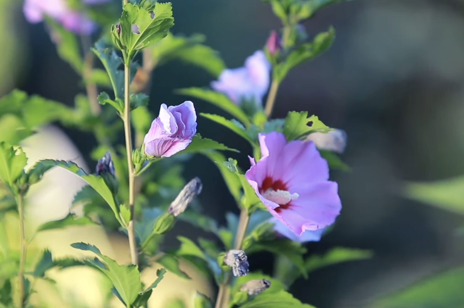 Садівники розповіли, чи потрібно обрізати гібіскус восени