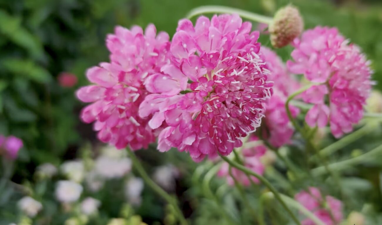 Садівники розповіли, які багаторічники квітнуть у перший рік після посадки