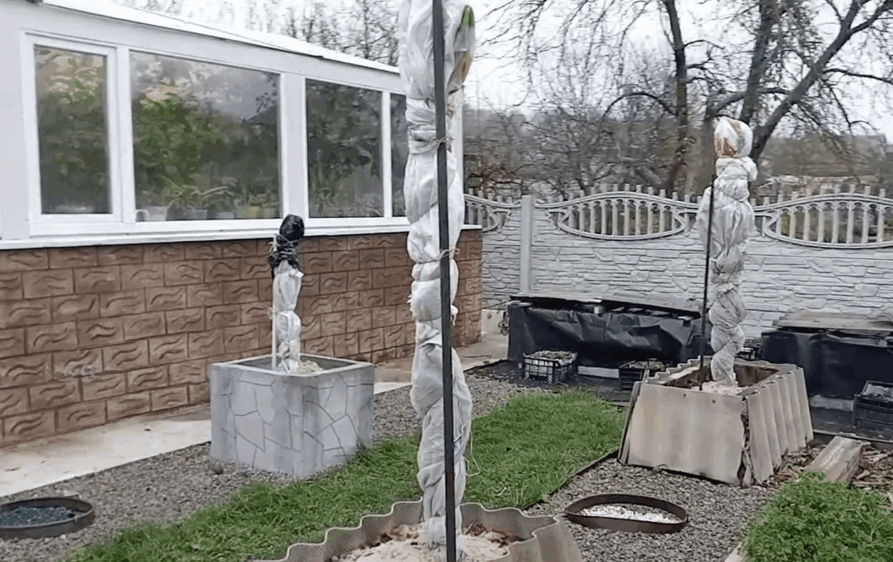 Садівники розповіли, які дерева укривати на зиму, а які ні