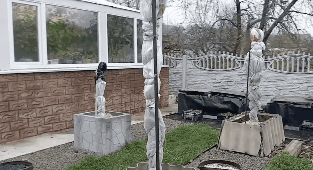 Ці 5 дерев можна не укривати на зиму, а ці 4 – обовʼязково: дідусів список бережу, як зіницю ока 