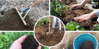 Як покращити структуру ґрунту на ділянці взимку