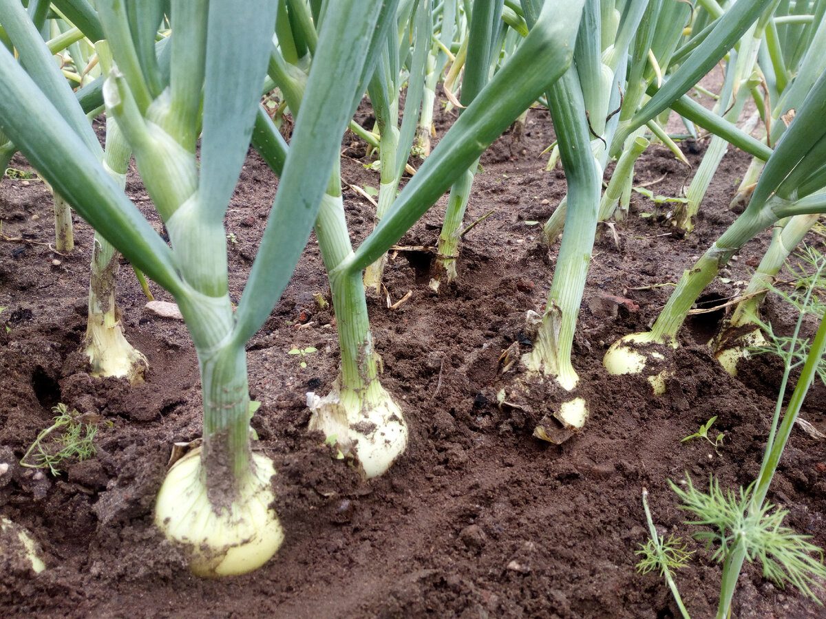 Городники розповіли про всі тонкощі зберігання цибулі без псування та гнилі на довгий період