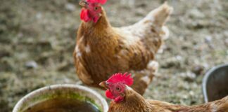 Господарі пояснили дію метода гарячої бані для курей 