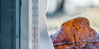 Де в Україні будуть морози та як захистити рослини