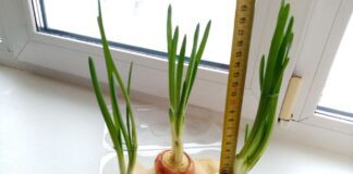 Як виростити зелену цибулю без ґрунту