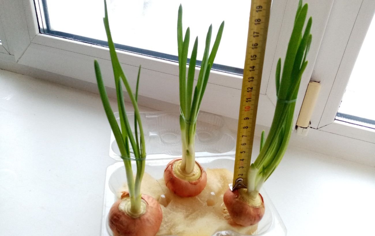 Як виростити зелену цибулю без ґрунту