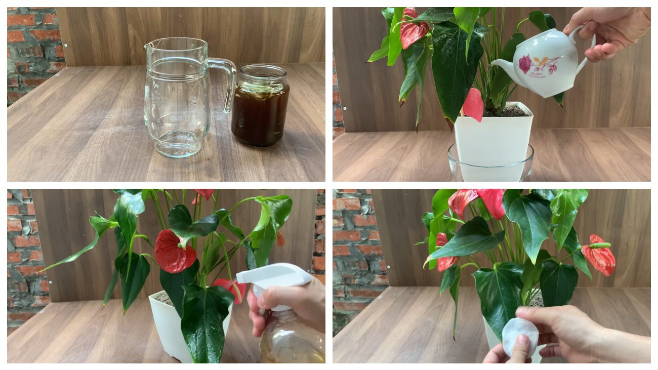 Квітникарі порадили засіб для цвітіння антуріума