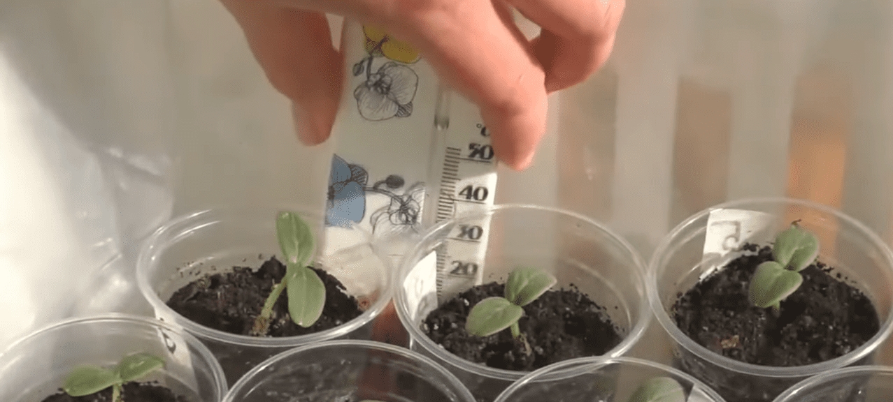 Городники розповіли, як виростити огірки через розсаду