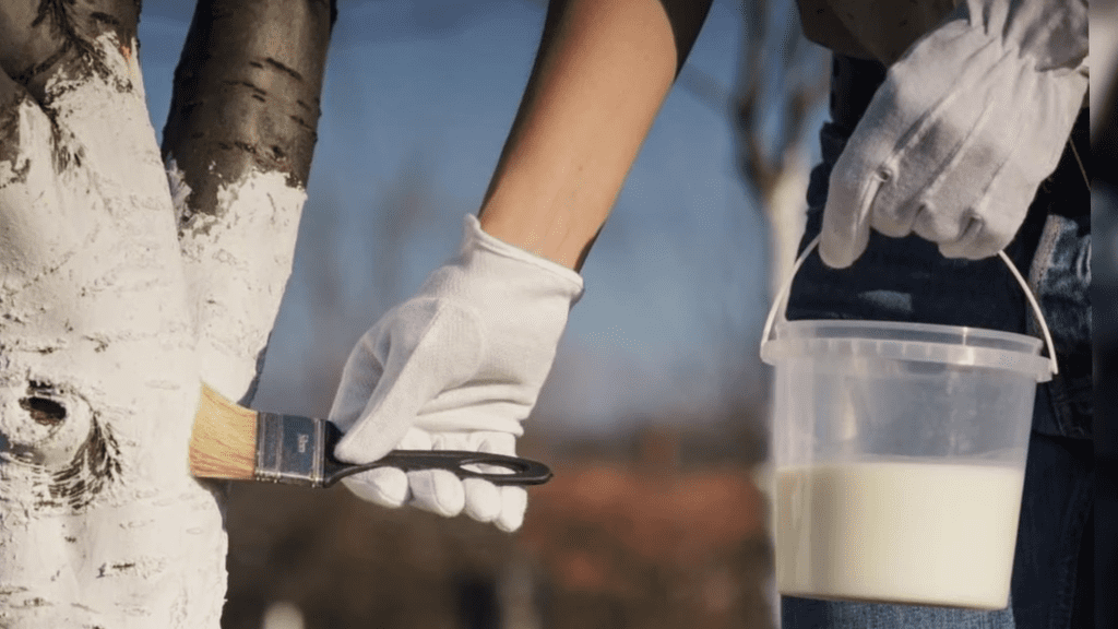 Садівники розповіли про альтернативу побілці стовбурів дерев