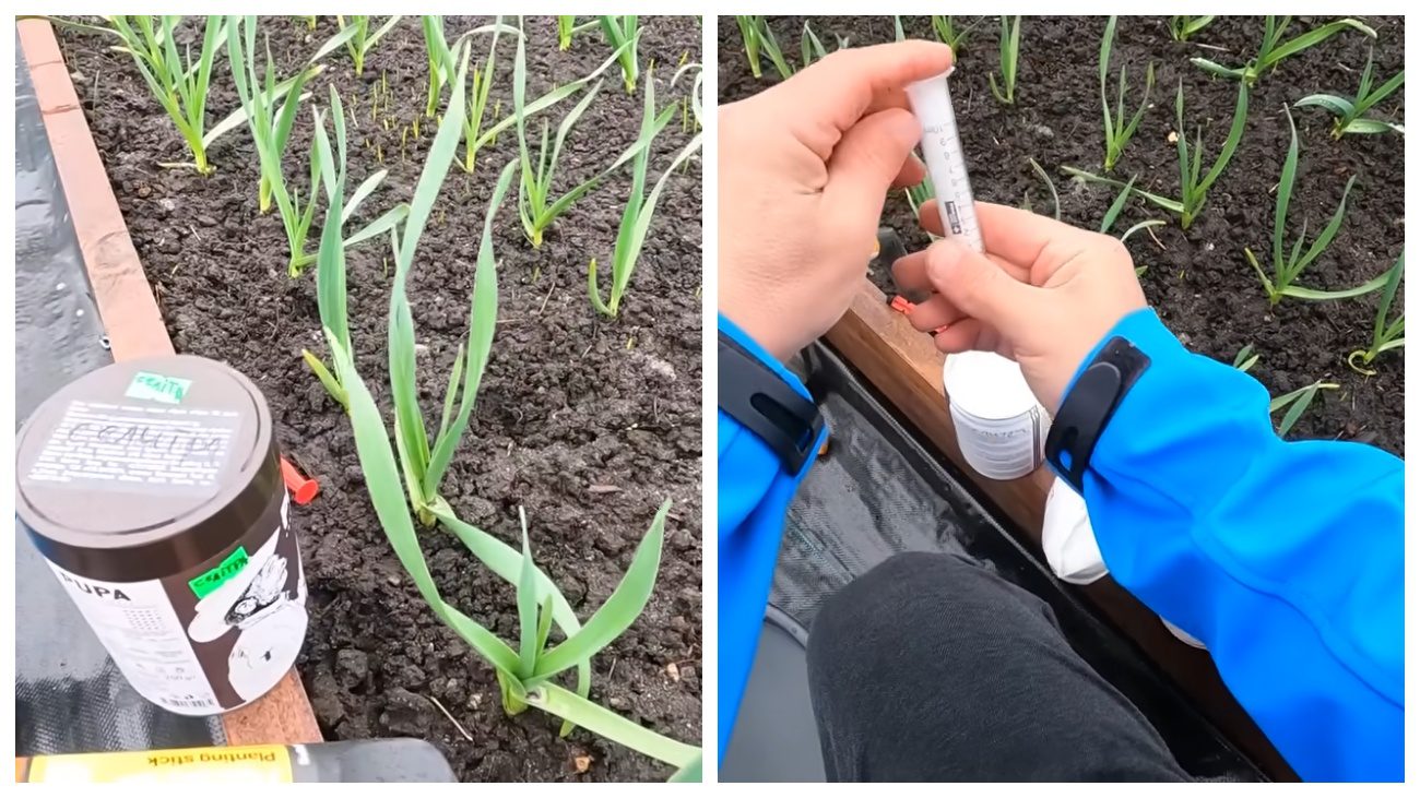 Городники порадили, чим підживити озимий часник навесні