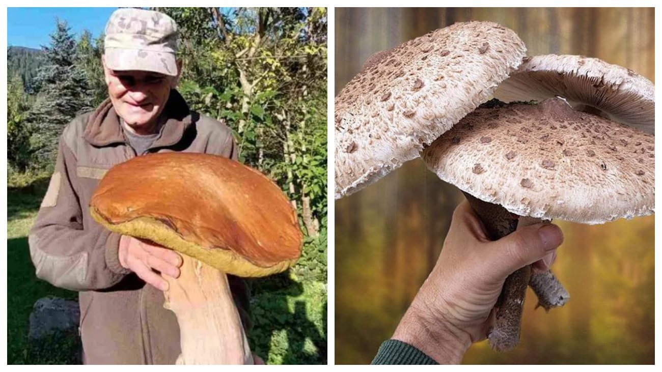 Грибники назвали ТОП-4 грибів-велетнів українських лісів