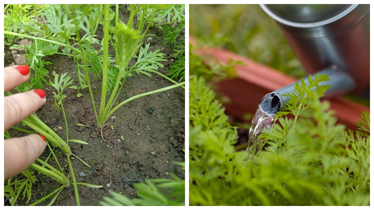 Городники розповіли, чому морква виростає покритою корінцями