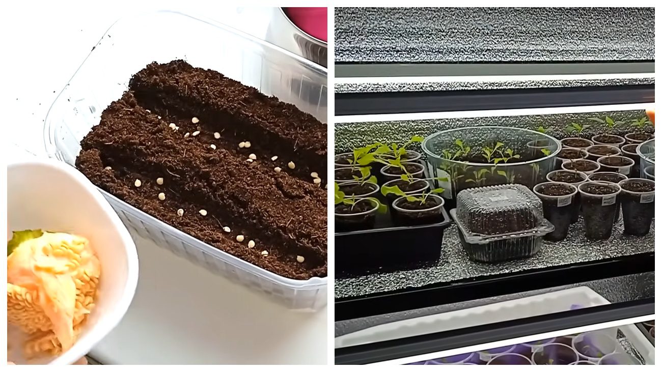 Городники порадили нестандартний спосіб посіву перцю