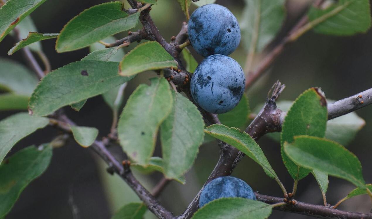 Експерти розповіли, чому варто вживати терен та глід