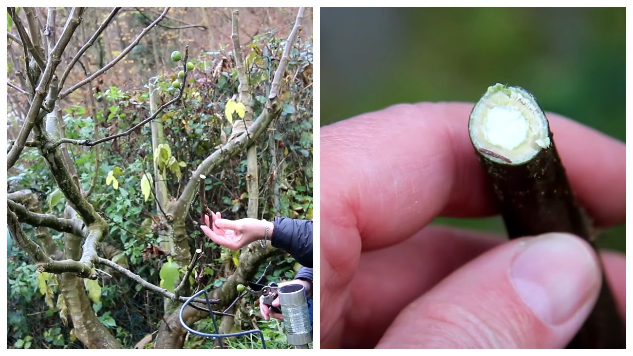 Садівники назвали головні фактори успішної зимівлі інжиру