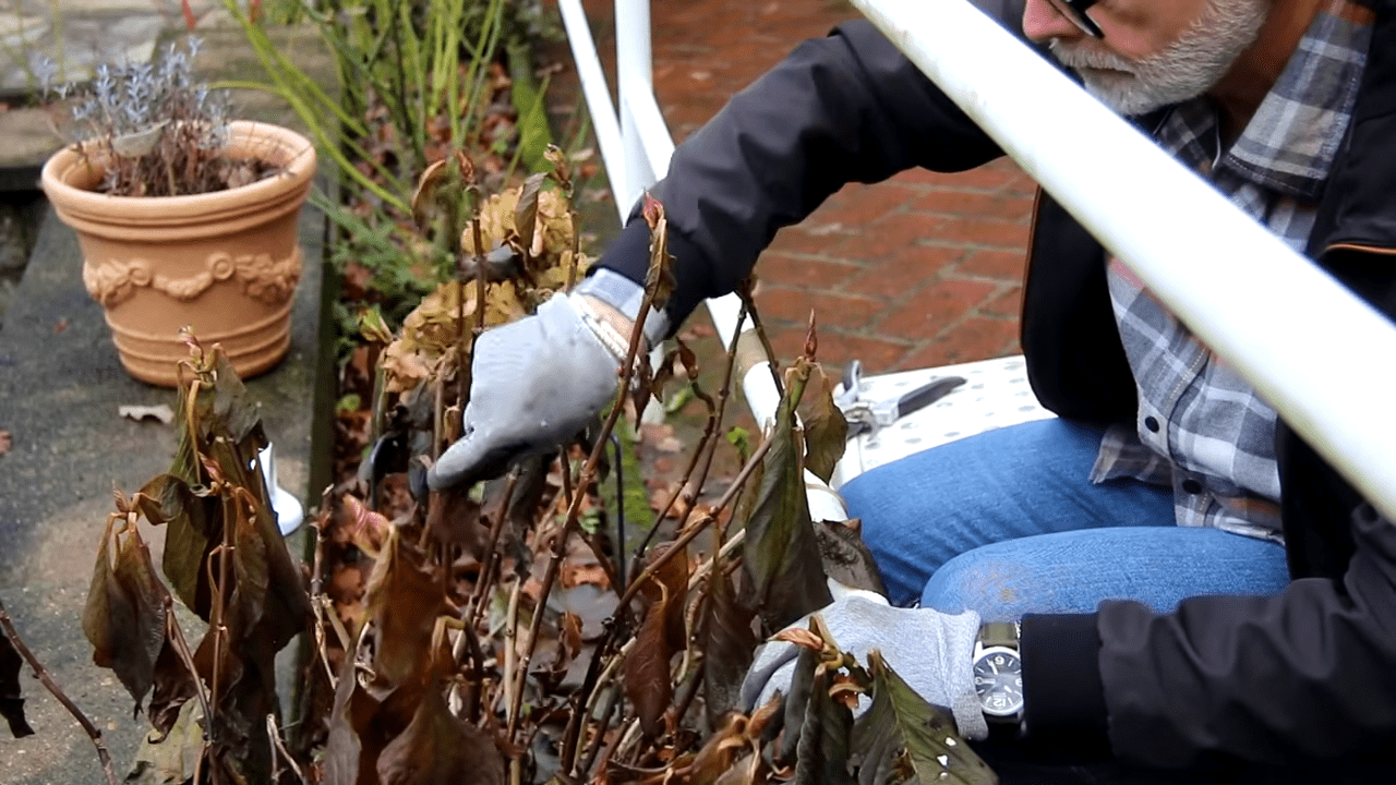 Квітникарі розповіли про догляд за гортензією після заморозків