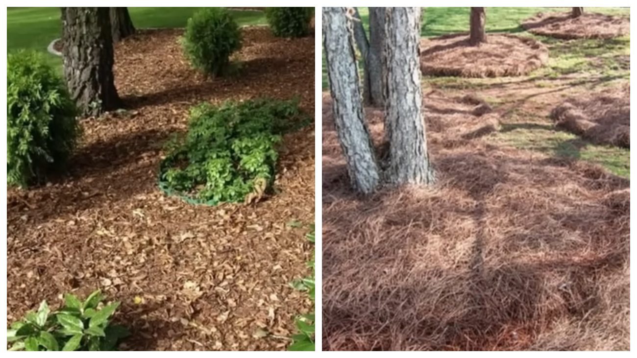 Городники порадили, як створити ідеальну мульчу