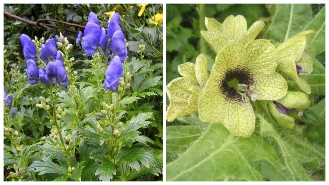 Садівники назвали 4 отруйні рослини, яких потрібно уникати на дачі