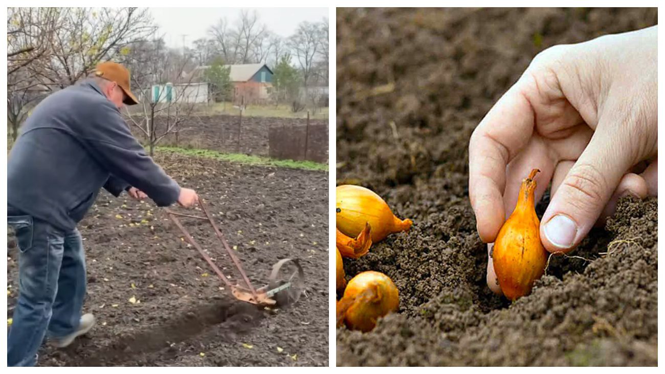 Городники розповіли, чому не пізно посадити цибулю у грудні