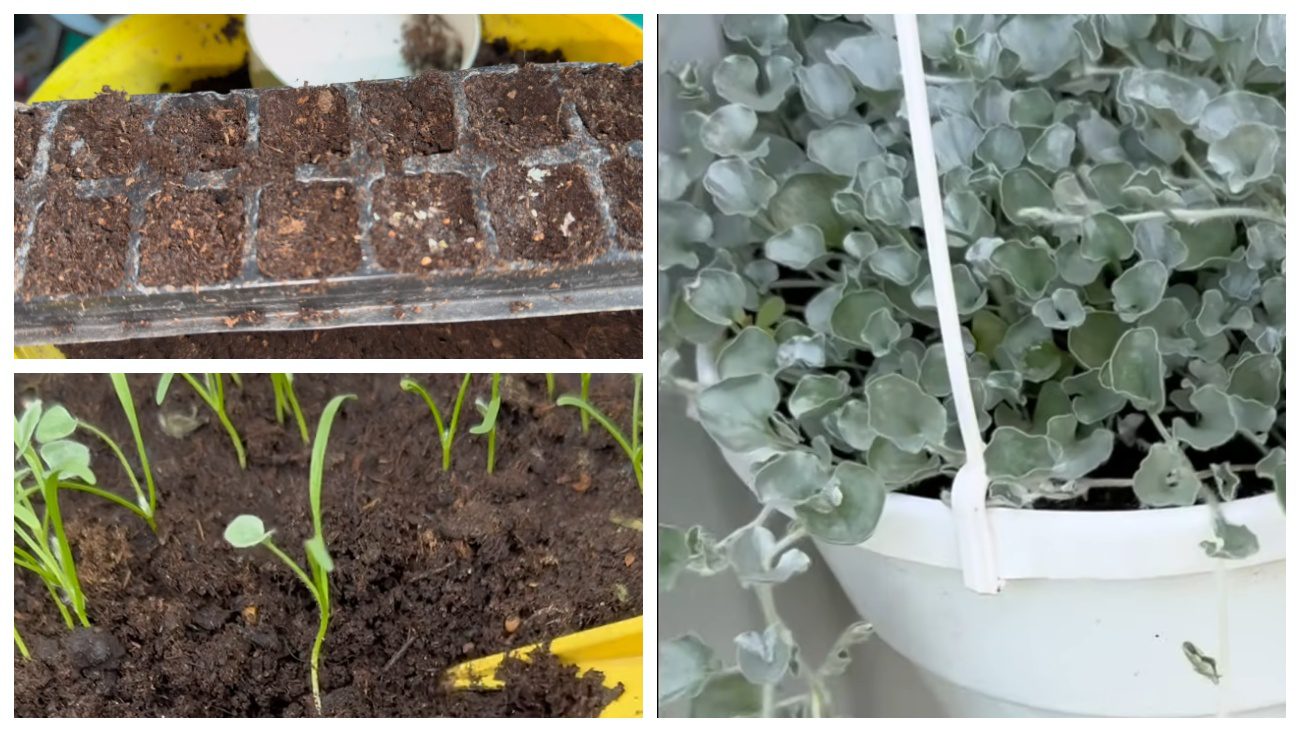 Квітникарі розповіли, коли варто посіяти діхондру