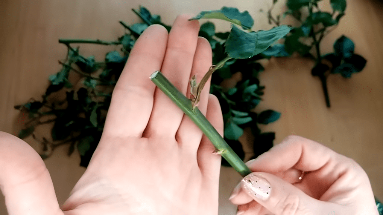 Квітникарі поділилися методами заготівлі живців троянди