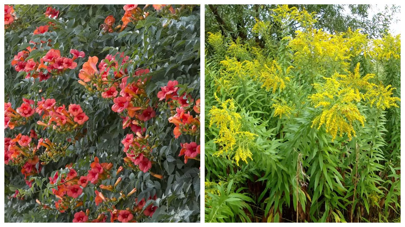 Садівники порадили, які рослини не варто висаджувати в саду
