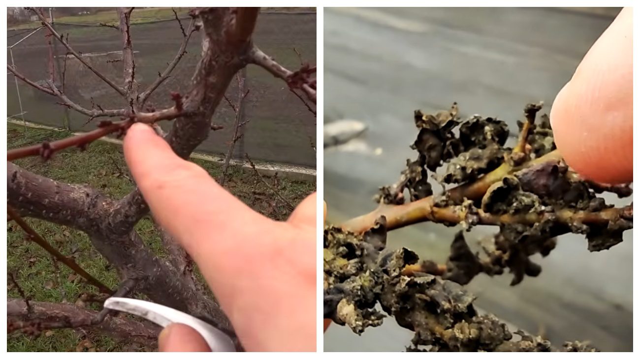 Садівники розповіли, чому у грудні потрібна санітарна чистка саду