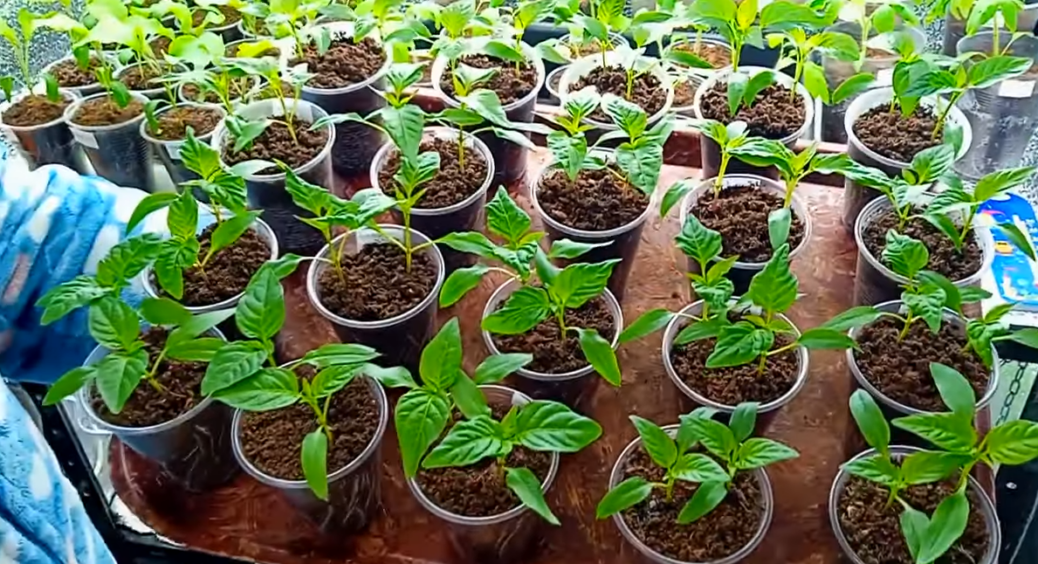 1 крапля йоду і трохи меду на літр води – полила розсаду: за 3 дні томати стали вдвічі міцніші й здоровіші 