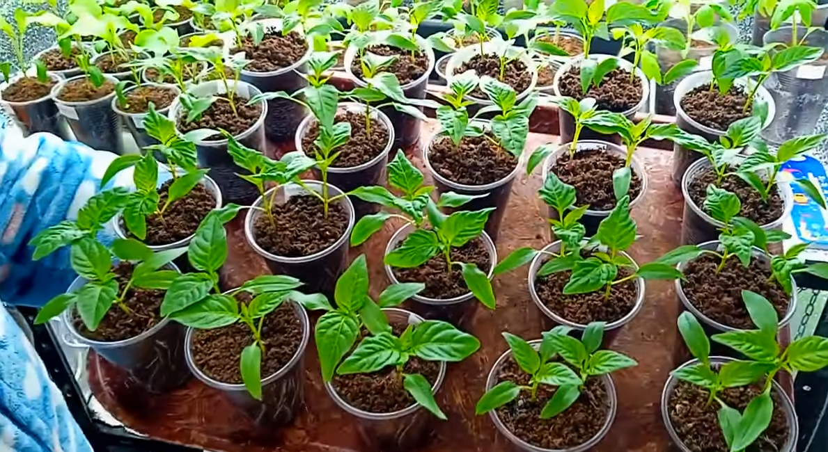 Городники поділилися досвідом вирощування розсади перцю