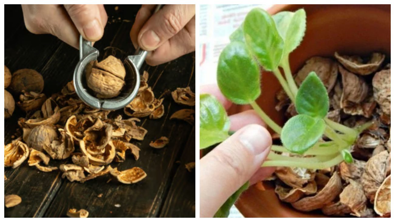 Квітникарі розповіли, чим може бути корисна горіхова шкаралупа