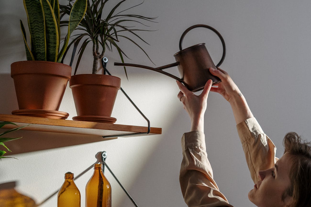 Квітникарі розповіли про догляд за проблемною драценою