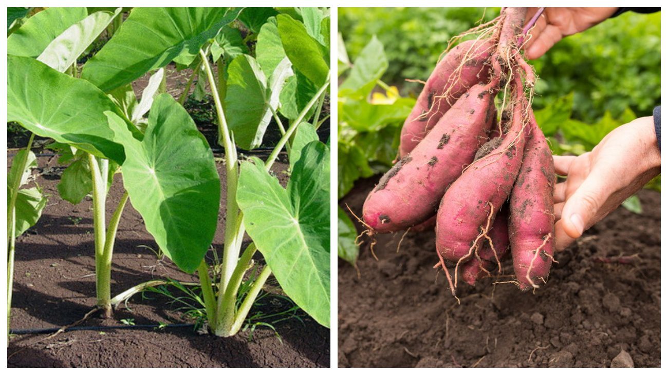 Городники розповіли, як вирощувати на городі батат