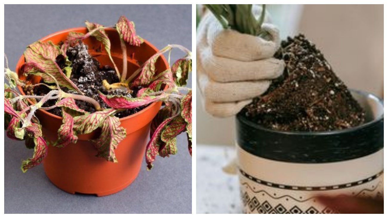 Квітникарі розповіли, як визначити вологість ґрунту у горщиках без приладів