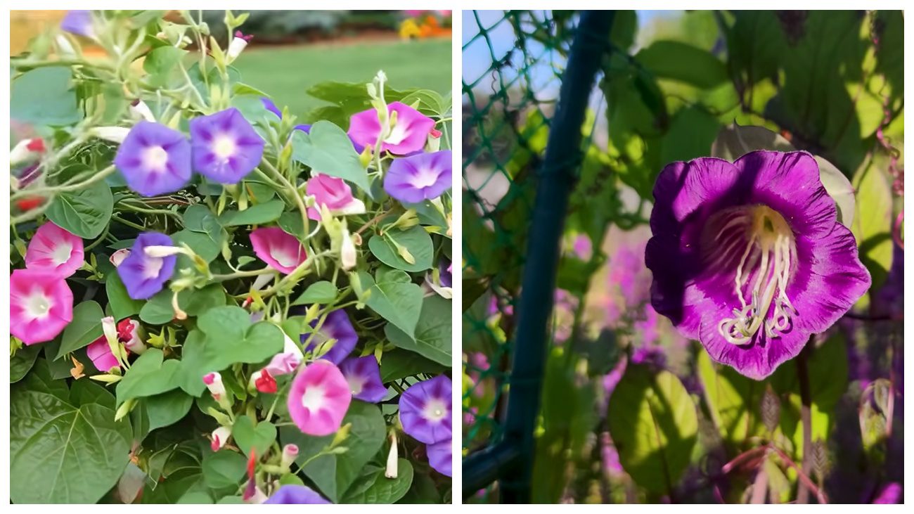 Квітникарі порадили ліани для прикрашання паркану