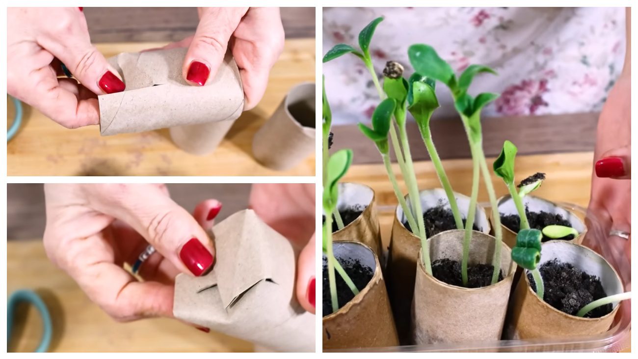 Городники поділилися лайфхаком для вирощування кабачків