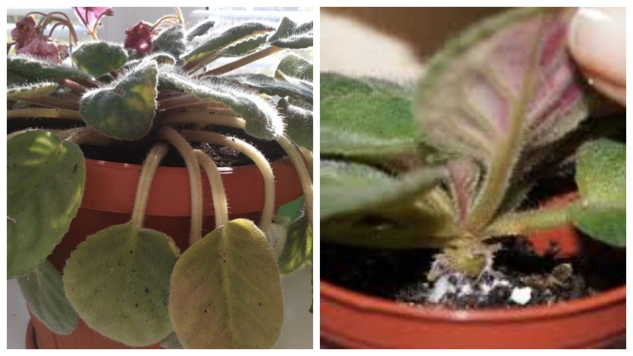 Квітникарі розповіли про помилки при вирощуванні кімнатних фіалок