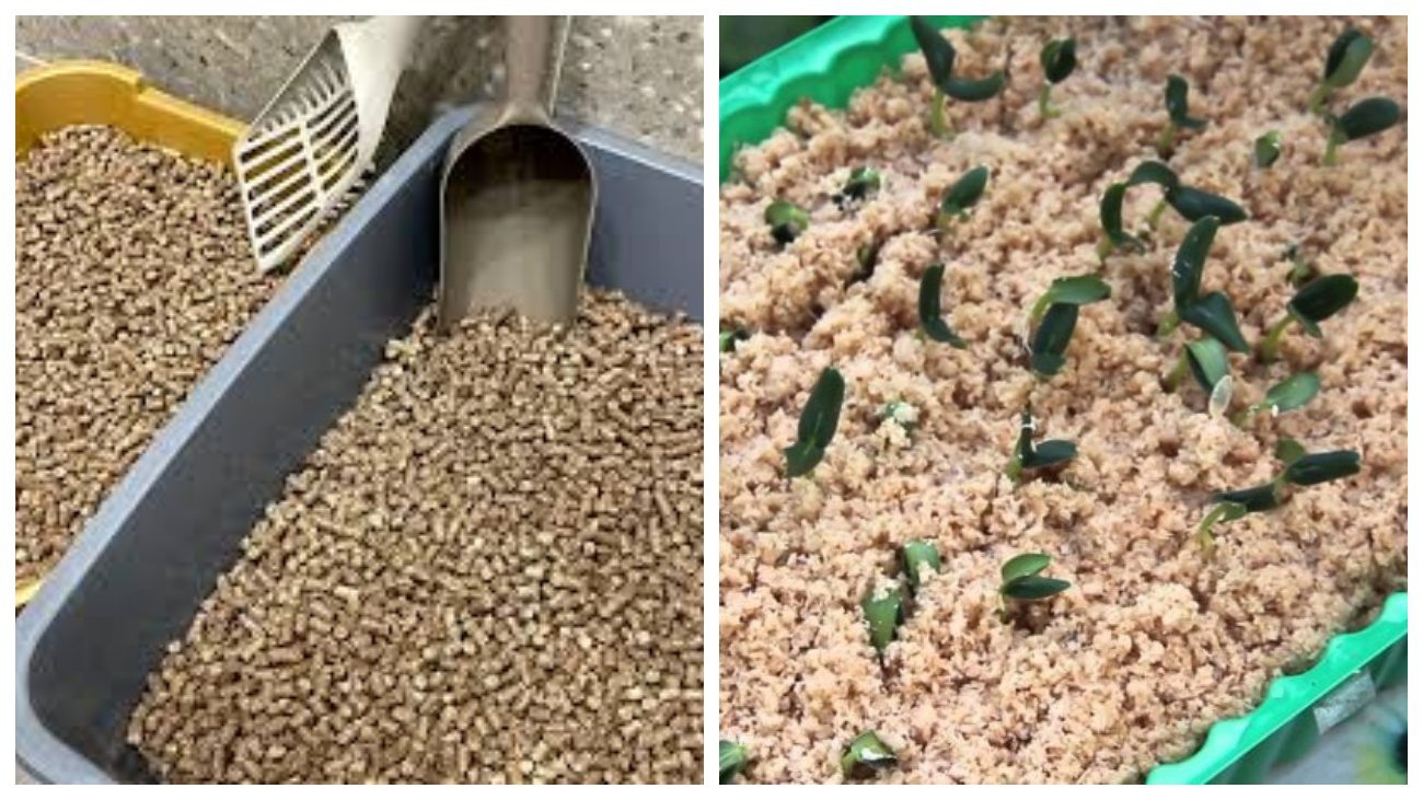 Городники поділилися лайфхаком для швидкого пророщування буряка