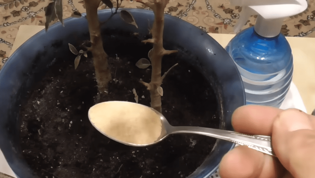 Експерти розповіли, як позбавитися від ґрунтових мошок