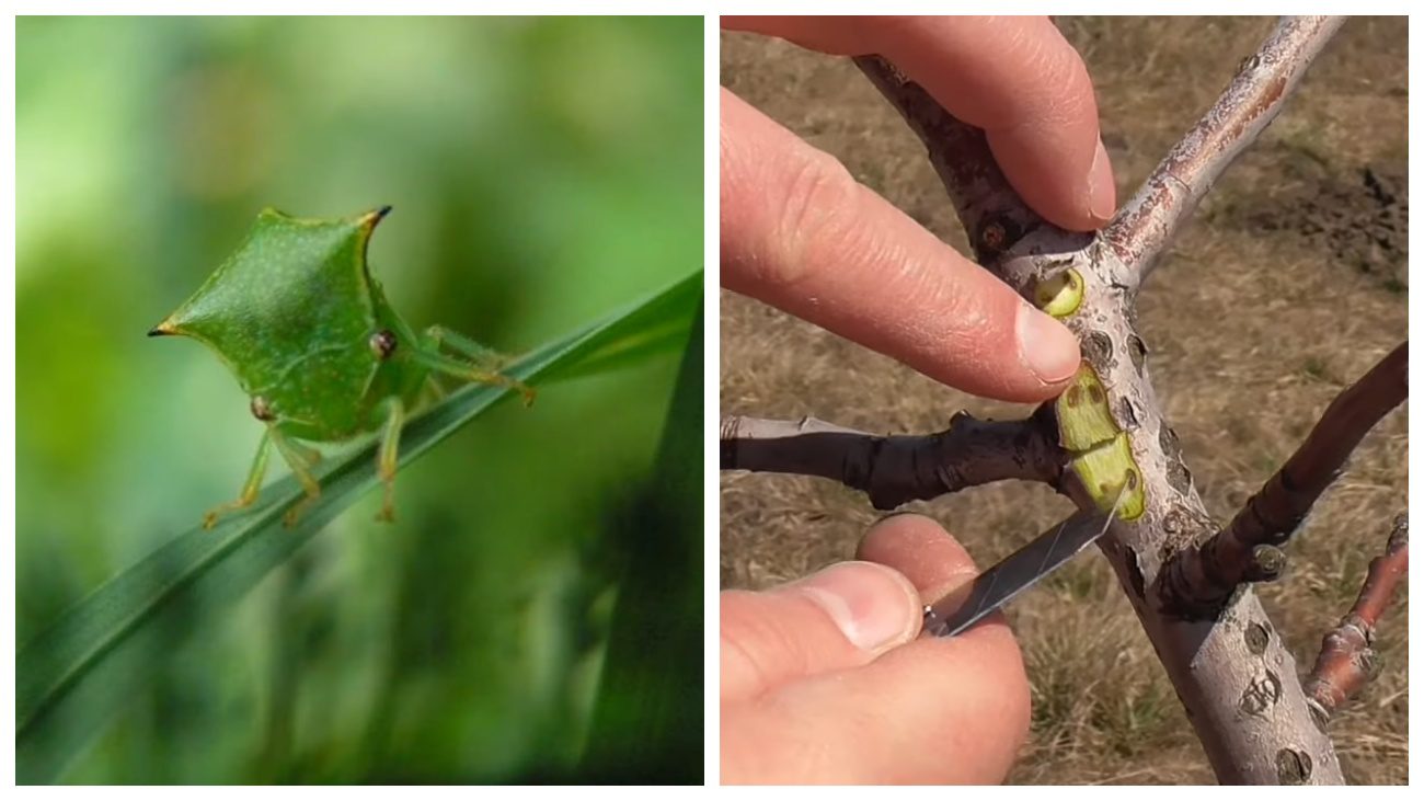 Садівники розповіли, як захистити яблуні від буйволовидної цикадки