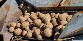 Як не дати колорадському жуку поселитись на картопляній плантації