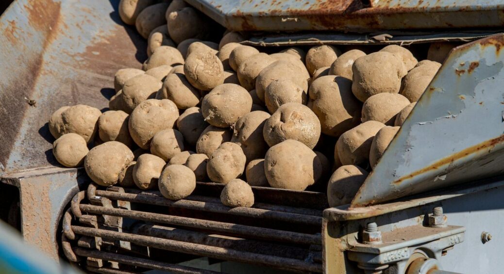 Дідова підказка: 1 склянка в кожну лунку – і картопля росте без колорадського жука навіть без хімії 