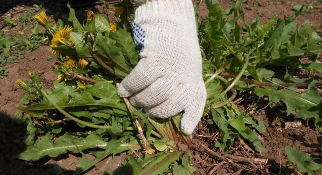 Посипаю грядки цим “натурель” порошком – і бур’яни не ростуть тижнями: працює краще за гербіциди 