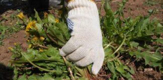 Як стримати ріст бур'янів простим крохмалем